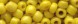 Бисер  6/0 крупный № 42 желтый непрозрачный, 450 гр - швейная фурнитура, товары для творчества оптом  ТД "КолинькоФ"